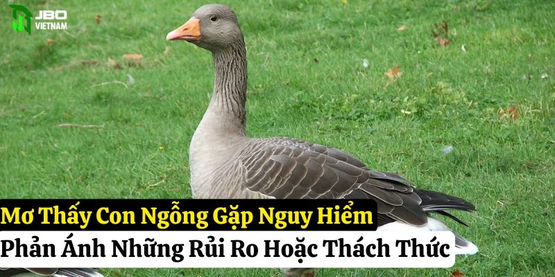 nằm mơ thấy con ngỗng