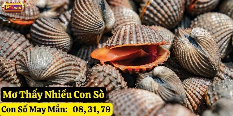 mơ thấy con sò pkwin