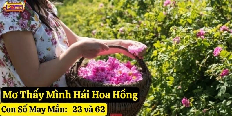 nằm mơ thấy hoa hồng pkwin