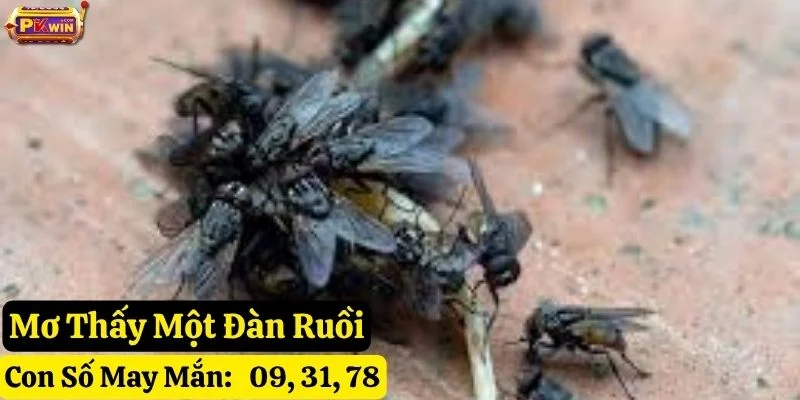 mơ thấy ruồi pkwin