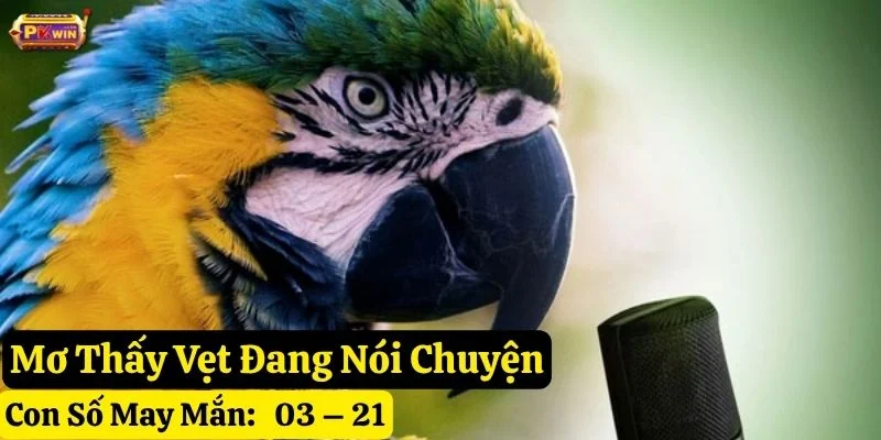 mơ thấy vẹt pkwin