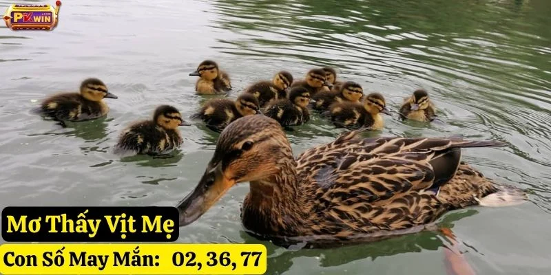 mơ thấy vịt pkwin
