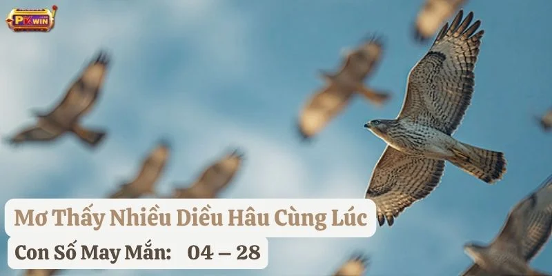 nằm mơ thấy diều hâu