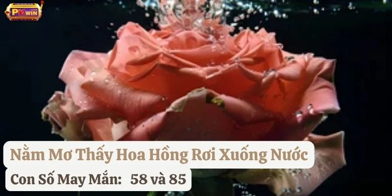 nằm mơ thấy hoa hồng