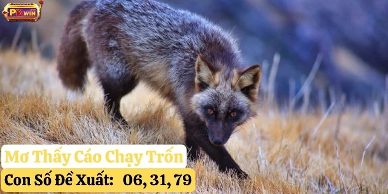 nằm mơ thấy cáo