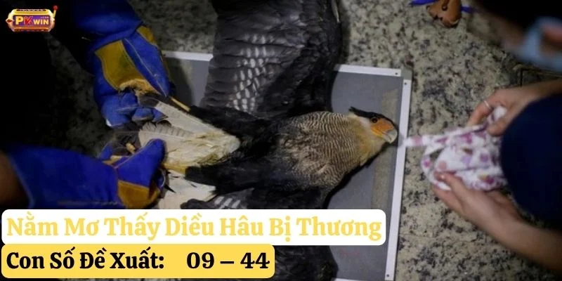 mơ thấy diều hâu