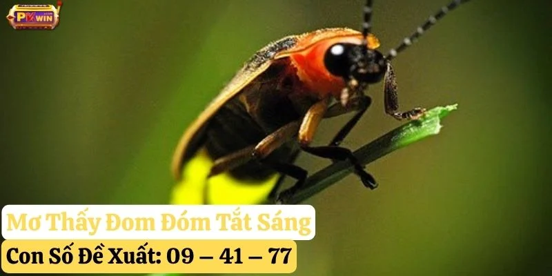 nằm mơ thấy đom đóm