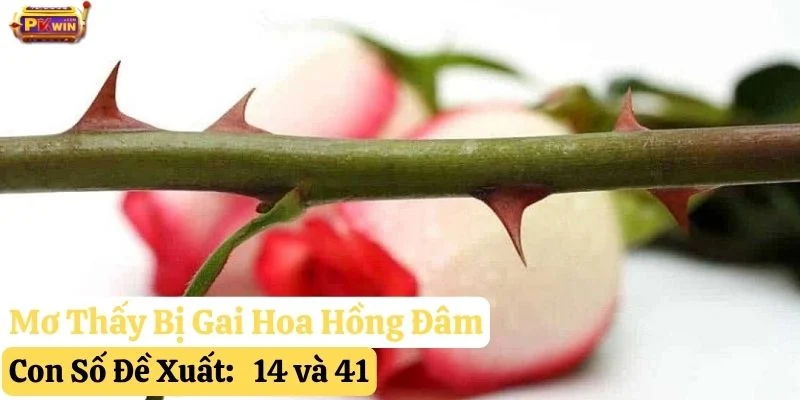 nằm mơ thấy hoa hồng