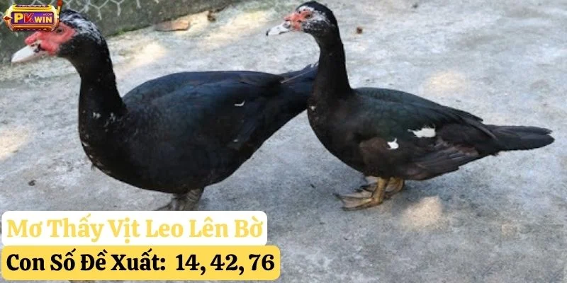 nằm mơ thấy vịt