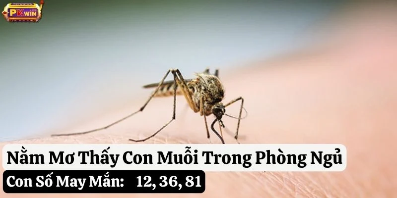 mơ thấy con muỗi