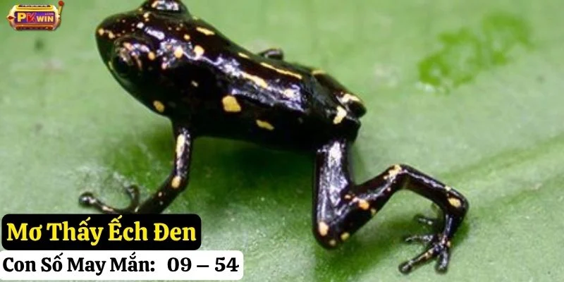 mơ thấy ếch pkwin