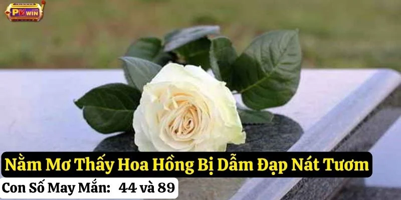 mơ hoa hồng
