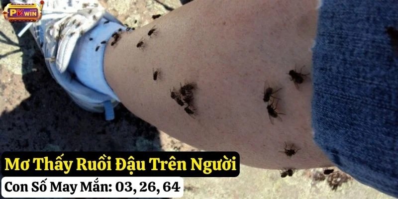 nằm mơ thấy con ruồi