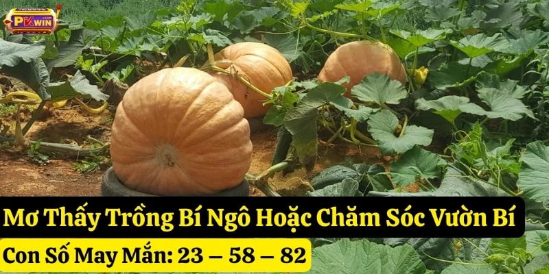 mơ-thấy-quả-bí-ngô-pkwin mơ thấy quả bí ngô