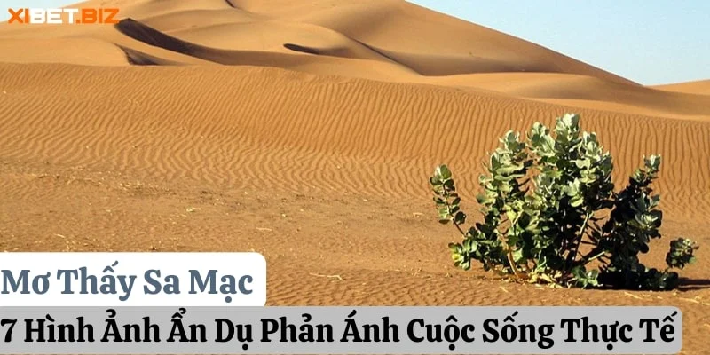 Mơ Thấy Sa Mạc: 7 Hình Ảnh Ẩn Dụ Phản Ánh Cuộc Sống Thực Tế