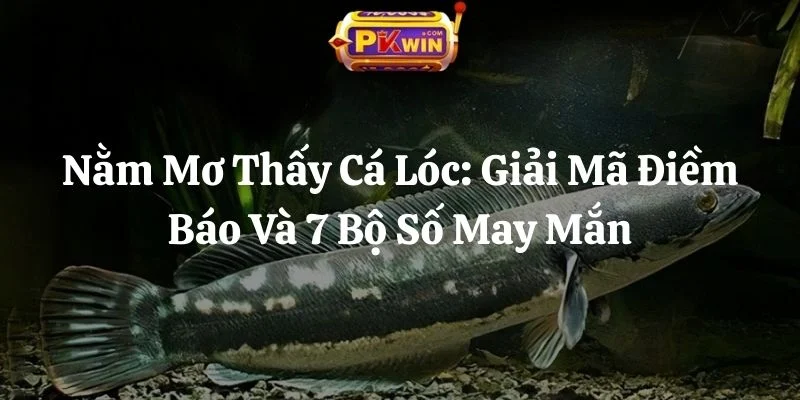 Nằm Mơ Thấy Cá Lóc: Giải Mã Điềm Báo Và 7 Bộ Số May Mắn