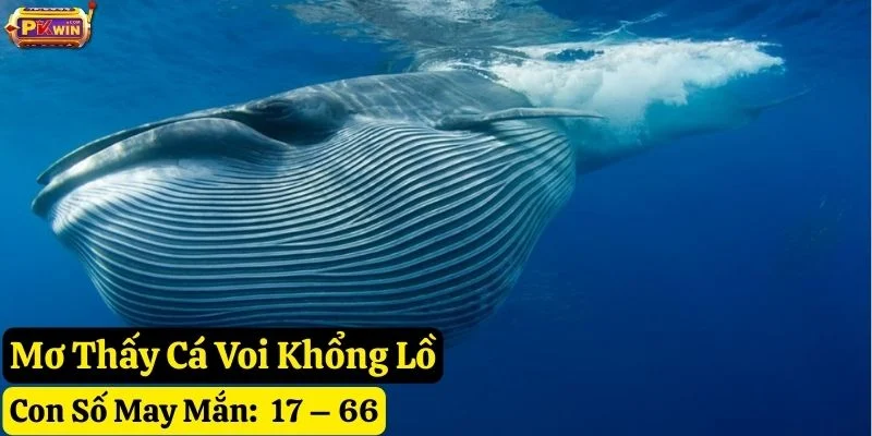 nằm mơ thấy cá voi