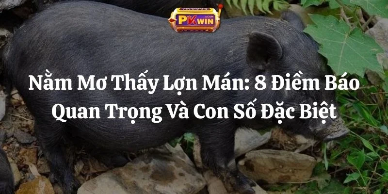 Nằm Mơ Thấy Lợn Mán: 8 Điềm Báo Quan Trọng Và Con Số Đặc Biệt