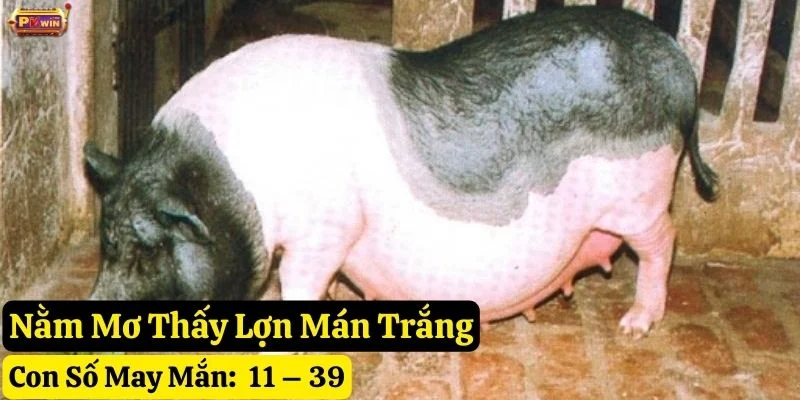 nằm mơ thấy lợn mán pkwin