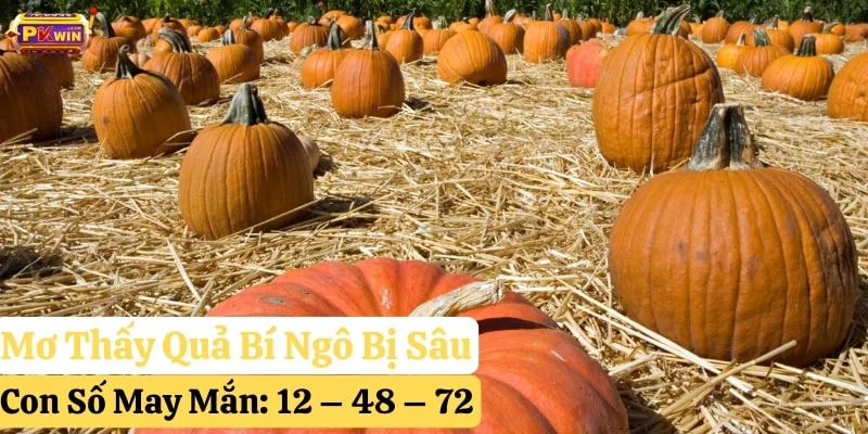 nằm-mơ-thấy-quả-bí-ngô mơ thấy quả bí ngô pkwin