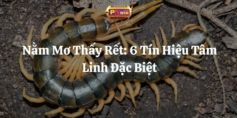 Nằm Mơ Thấy Rết: 6 Tín Hiệu Tâm Linh Đặc Biệt