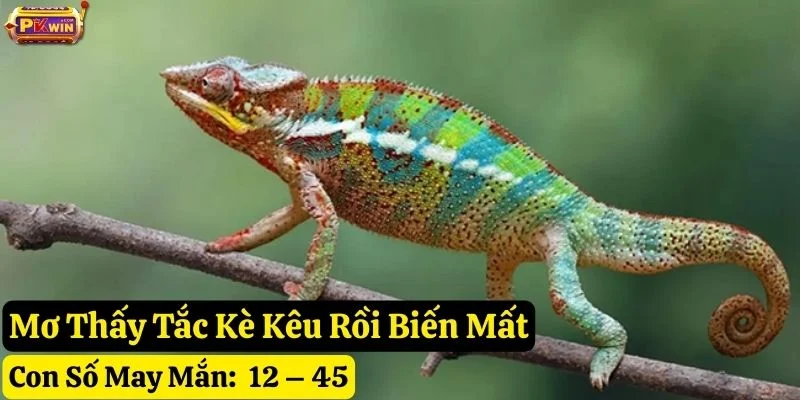 nằm mơ thấy con tắc kè