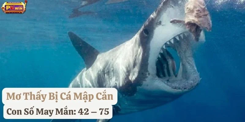 nằm mơ thấy cá mập