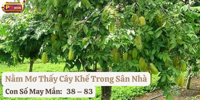 nằm mơ thấy cây khế