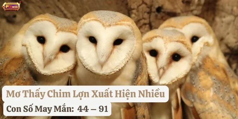 mơ thấy chim lợn