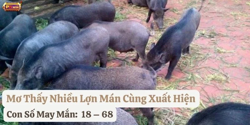 nằm mơ thấy lợn mán