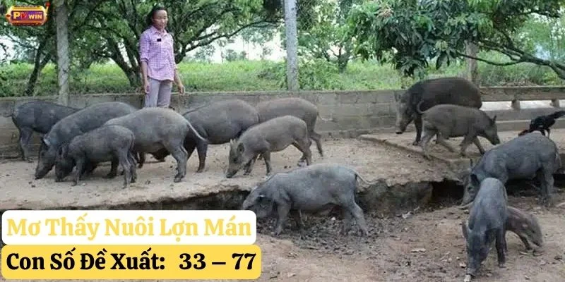 mơ thấy lợn mán
