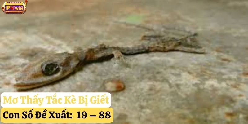 mơ thấy tắc kè