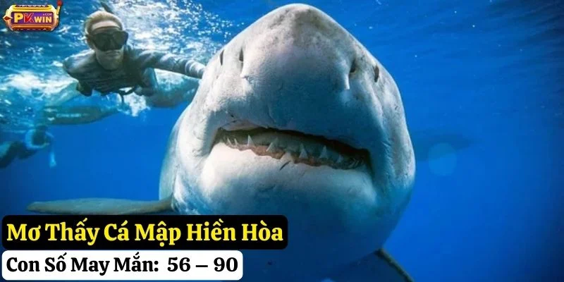 mơ thấy cá mập pkwin