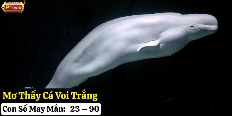 mơ thấy cá voi pkwin