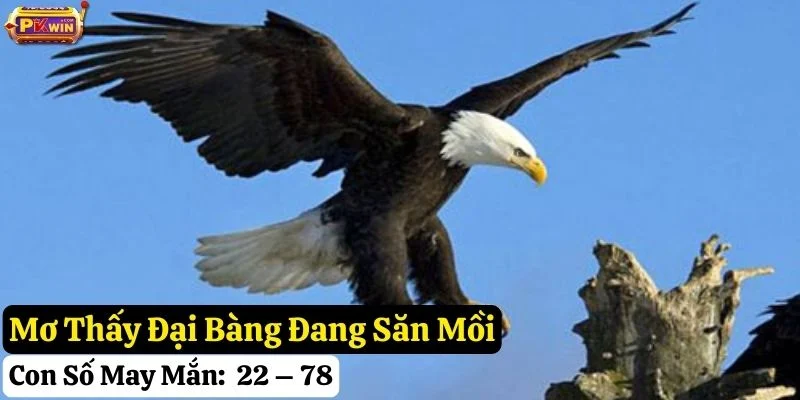 pkwin-ngủ-mơ-thấy-đại-bàng mơ thấy đại bàng pkwin