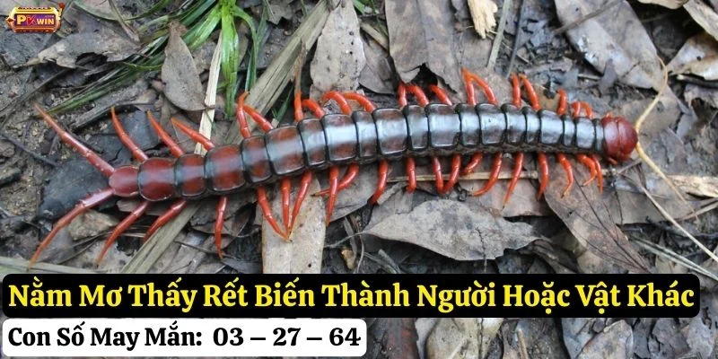 nằm mơ thấy rết pkwin