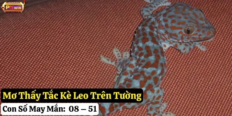 mơ thấy tắc kè pkwin
