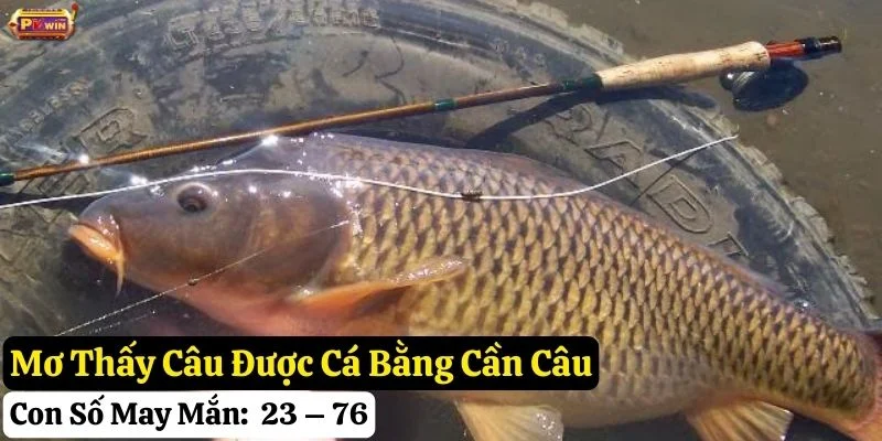 nằm mơ cần câu