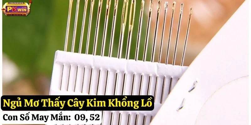 mơ thấy cây kim