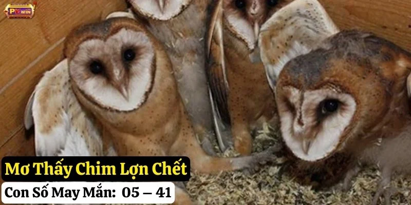 nằm mơ chim lợn