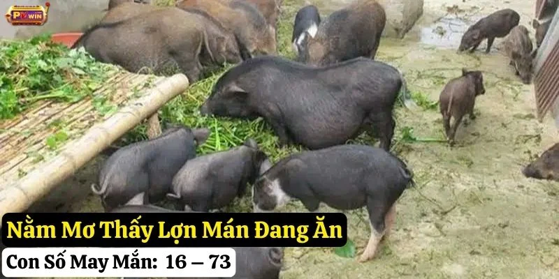 nằm mơ lợn mán