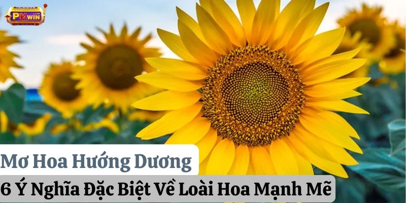 Mơ Hoa Hướng Dương: 6 Ý Nghĩa Đặc Biệt Về Loài Hoa Mạnh Mẽ