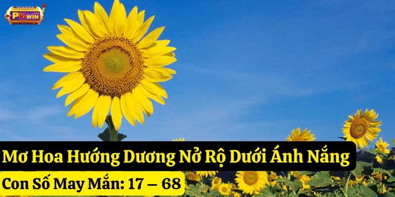 mơ hoa hướng dương