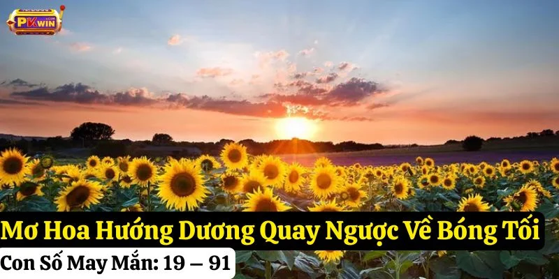 mơ thấy hoa hướng dương