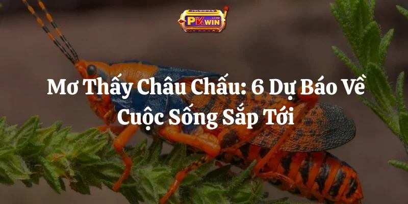 Mơ Thấy Châu Chấu: 6 Dự Báo Về Cuộc Sống Sắp Tới