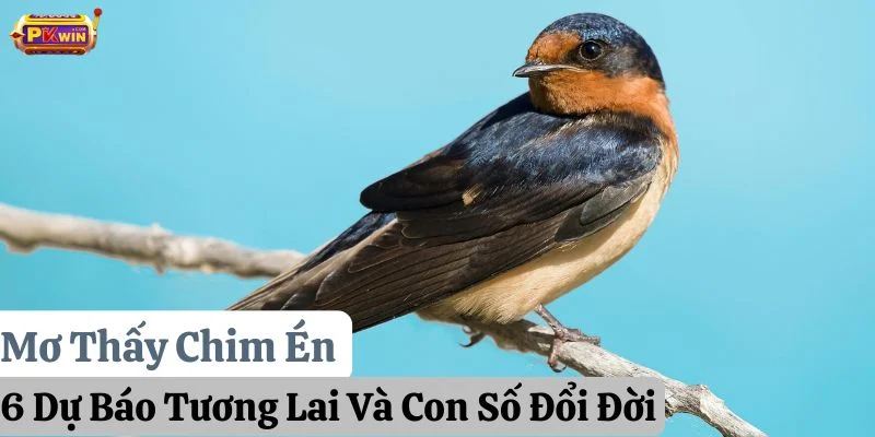 Mơ Thấy Chim Én: 6 Dự Báo Tương Lai Và Con Số Đổi Đời