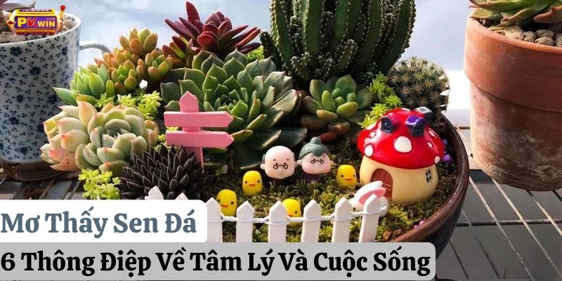 Mơ Thấy Sen Đá: 6 Thông Điệp Về Tâm Lý Và Cuộc Sống