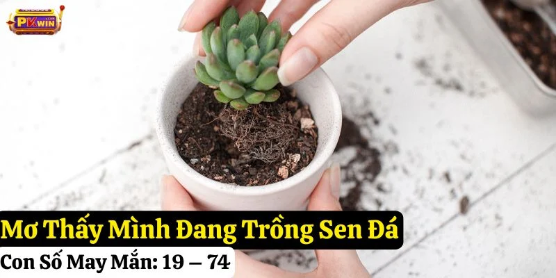 nằm mơ thấy sen đá
