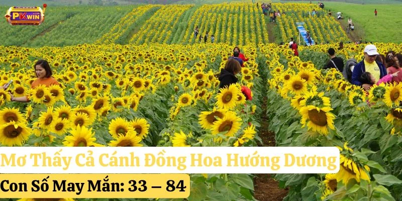 mơ hoa hướng dương pkwin