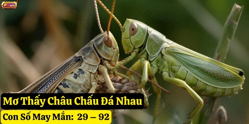 nằm mơ thấy châu chấu